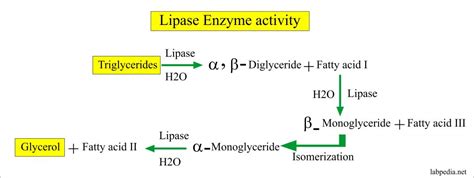 Studies of Lipase Action. II. The Activation of Milk Lipase by .